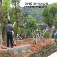 造型狗骨樹(shù).湖南狗骨樹(shù).湖南狗骨小苗-現(xiàn)貨報(bào)價(jià)找宏景公司