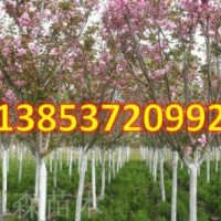 櫻花3-15公分