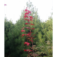 供應大量精品白皮松、大規(guī)格櫻花、玉蘭
