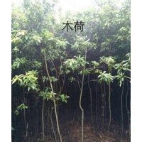 江西木荷2-3公分價格、江西木荷報價、江西木荷哪里便宜