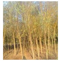 江蘇垂柳價(jià)格 南京垂柳價(jià)格 黃皮柳樹價(jià)格