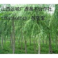 7、8公分垂柳金絲柳各種柳樹大量出售
