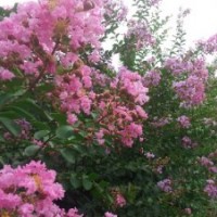 供應(yīng)玉蘭、海棠、紫薇、紅花槐