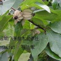 3、4公分翅果油歐李苗大量出售