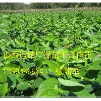 木瓜苗文冠果苗鈣果苗大量低價出售