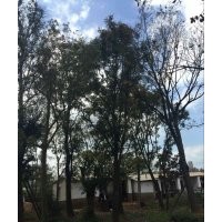 出售滇樸，黃連木，清香木，馬櫻花，皂角