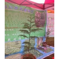 造林柳杉苗、綠化柳杉樹、日本柳杉（種植與技術）