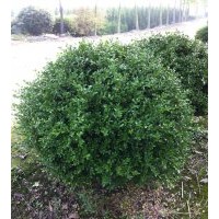 本場(chǎng)特供各種蕭山精品苗木