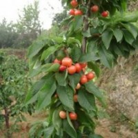 供應(yīng)櫻桃苗 3--15公分櫻桃樹(shù)