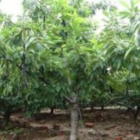 3公分櫻桃樹 10公分櫻桃樹 20公分櫻桃樹