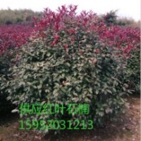 2米紅葉石楠球，紅葉石楠球價(jià)格