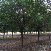 河南東潤基地供應(yīng)8-10公分紅葉石楠
