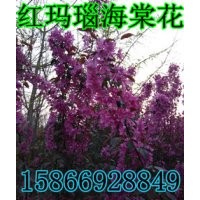 紅瑪瑙海棠 紅瑪瑙海棠價(jià)格 紅瑪瑙海棠接穗 紅瑪瑙海棠批發(fā)