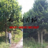 16公分樂昌含笑價格