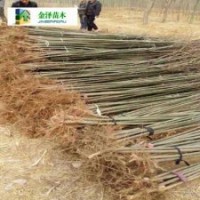 垂柳報價