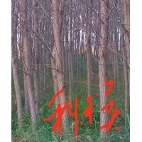 竹柳5-8公分10萬棵到期處理！