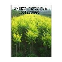 河北金葉榆、紅葉碧桃、水臘價格