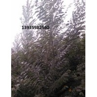 供應(yīng)雙季槐苗山西雙季槐苗價(jià)格雙季槐苗最新報(bào)價(jià)
