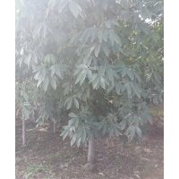 七葉樹