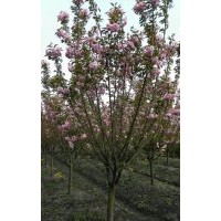 供應(yīng)櫻花