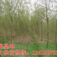 供應(yīng)垂柳，青皮垂柳，金絲垂柳，速生柳，竹柳