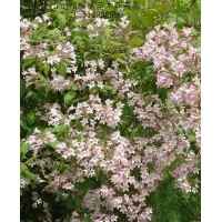 猥實基地，迎春花，水臘，平枝荀子，黃楊