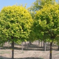 本苗圃地處內(nèi)蒙古河套地區(qū)，長(zhǎng)期供應(yīng)山桃、山杏、新疆楊、小美旱