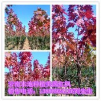 云南本地種植美國紅楓供應(yīng)3-5公分