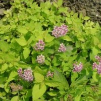 金山繡線菊