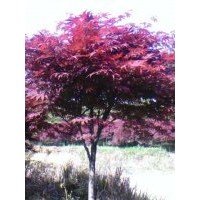 3-20公分早櫻，晚櫻，2-15公分，紅楓2-15公分