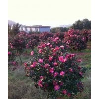 長期供應(yīng)櫻花紅楓，青楓，羽毛楓，垂絲海棠