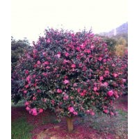 供應(yīng)茶花