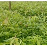 三年生楠木苗，高度一米以上，有意者電話聯(lián)系，可現(xiàn)場看貨。