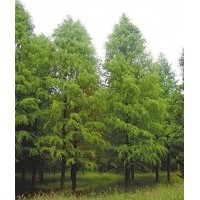 14公分中山杉 14公分中山杉
