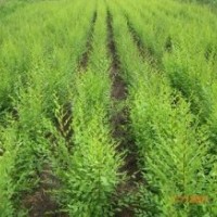 處理占地果木，喬木類：皂角 白臘苗 國(guó)槐 臭椿