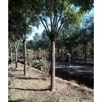 滄州綠茵苗圃大量出售國槐,白蠟,山桃樹