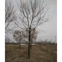 常年供應(yīng)國槐 白蠟 棗樹 等各種優(yōu)質(zhì)苗木
