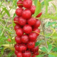 ★鈣果苗價格、農(nóng)大鈣果苗、山西鈣果苗、鈣果苗