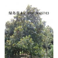 供應(yīng)浙江廣玉蘭、杭州廣玉蘭、最新廣玉蘭價格咨詢