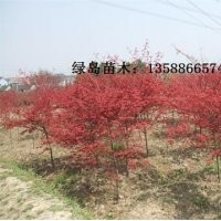 供應(yīng)浙江紅楓、日本紅楓、紅楓小苗工程苗生產(chǎn)商
