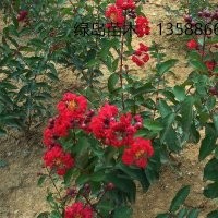 供應(yīng)浙江紫薇、美國紫薇小苗、紅火箭紫薇小苗基地