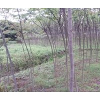 樟樹2，3公分10萬棵，欒樹2-8幾萬棵大量批發(fā)