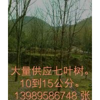 大量供應(yīng)七葉樹(shù)