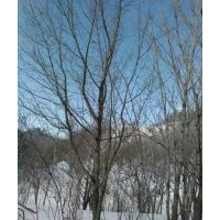 供應(yīng)叢生五角楓，五角楓，暴馬子