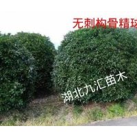 無刺構(gòu)骨球、梔子花球、海桐球、黃楊球、火棘球