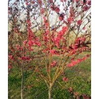 紅葉碧桃，5-6公分紅葉碧桃，7-8公分紫葉碧桃