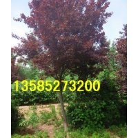 紫葉李價格5公分-6公分-8公分紫葉李價格，江蘇紫葉李產(chǎn)地價格