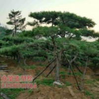 供應(yīng)胸徑18公分造型黑松6層冠樹形優(yōu)美