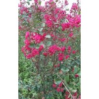供應(yīng)一千棵3年生美國(guó)紅火箭紫薇