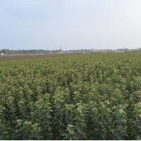 風(fēng)生水起，通康園林刮起了強(qiáng)烈的“海棠風(fēng)”